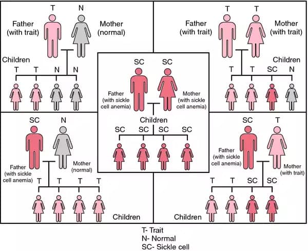 SS family tree